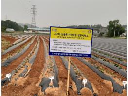 김포시농업기술센터, 고추·고구마 신품종 지역적응 실증포 운영 기사 이미지