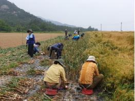 영암군 ! 농촌 일손돕기 적극 추진 기사 이미지